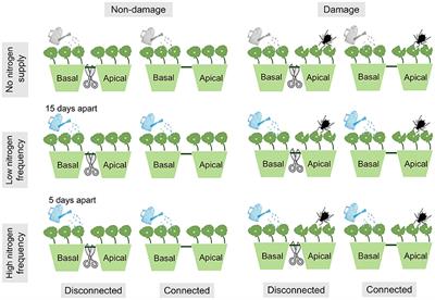 Heterogeneous Nitrogen Supply With High Frequency and Ramet Damage Increases the Benefits of Clonal Integration in Invasive Hydrocotyle vulgaris